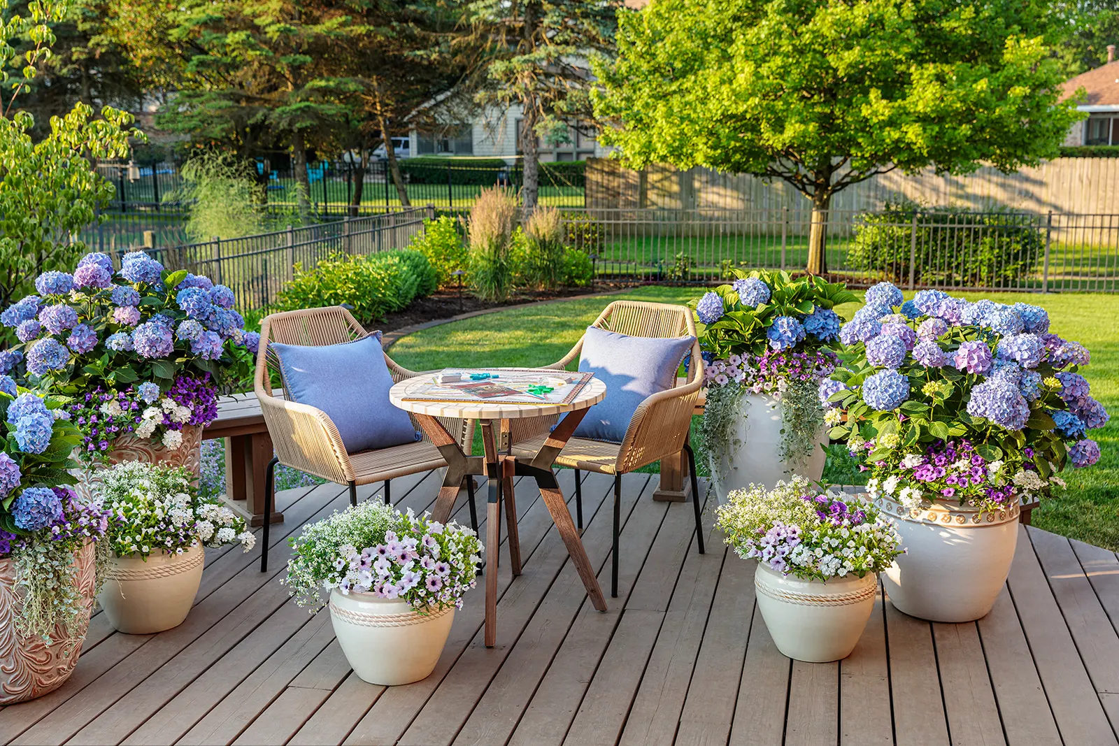 Blue Jangles® Reblooming hydrangea (Hydrangea macrophylla) — afternoon shade keeps foliage fresh and flowers looking their best