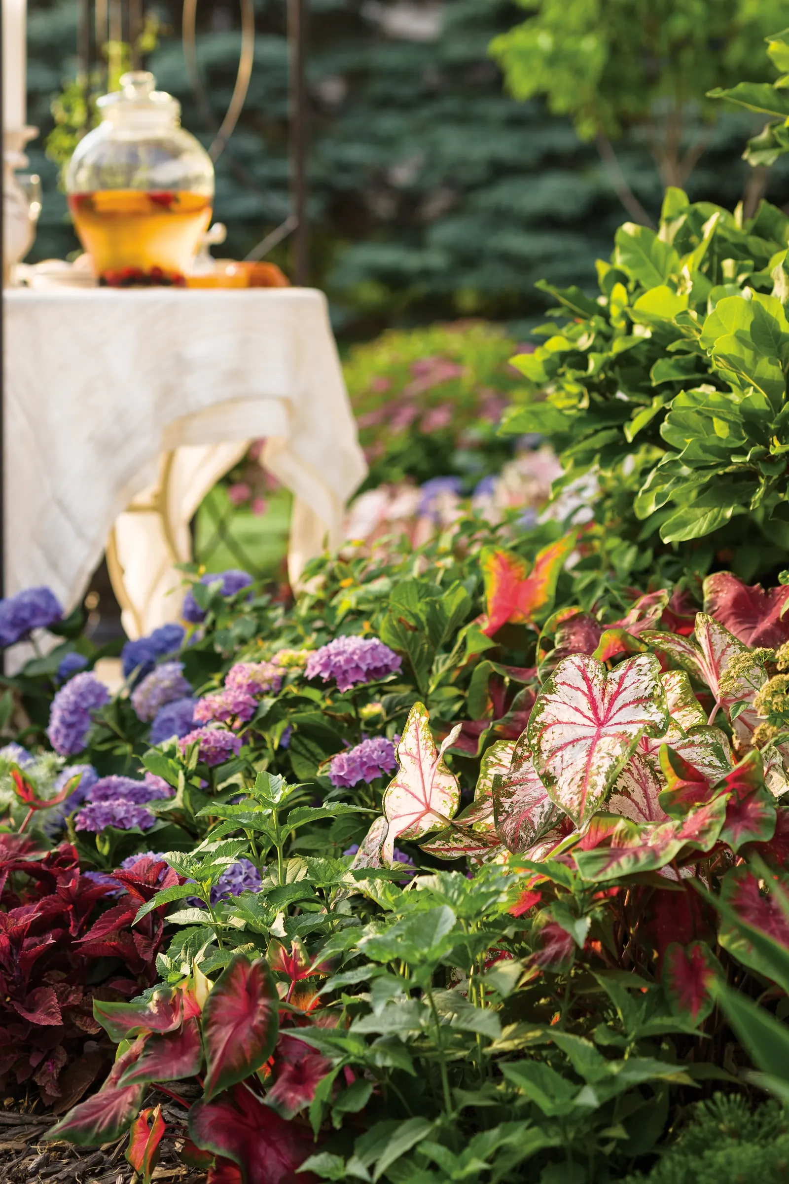 Blue Jangles® Reblooming hydrangea (Hydrangea macrophylla) — vivid blue in acidic soils and rich pink to purple tones in more alkaline conditions