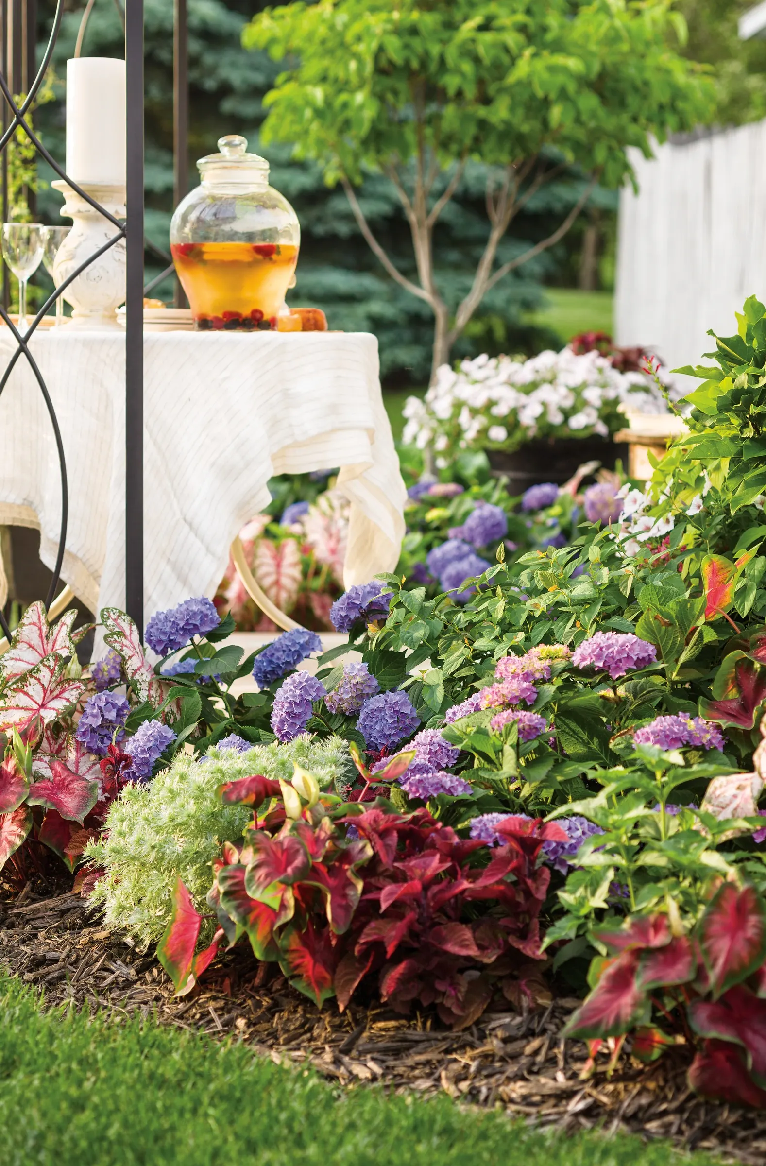 Blue Jangles® Reblooming hydrangea (Hydrangea macrophylla) — Its lush green foliage creates a handsome backdrop for the blooms