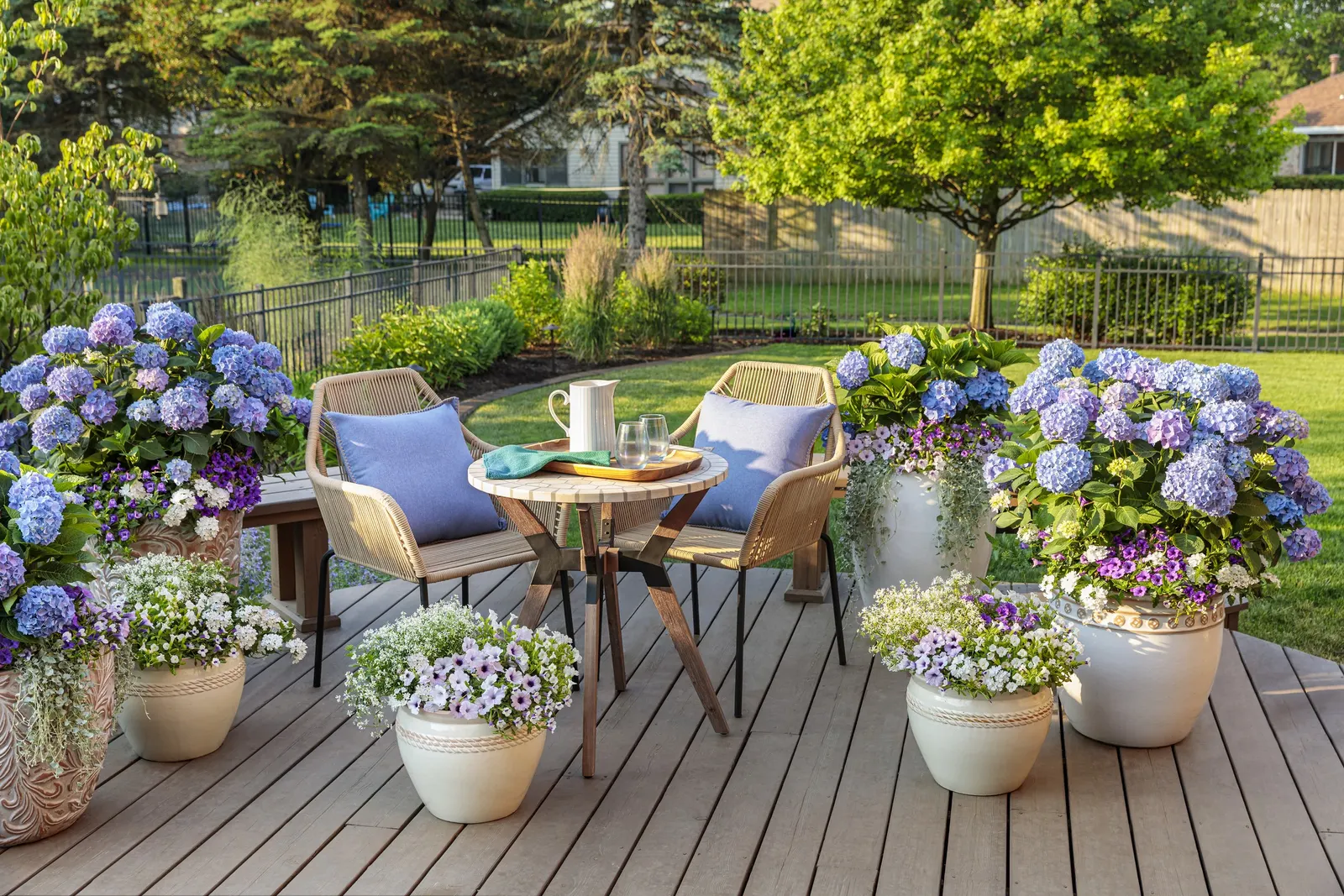 Blue Jangles® Reblooming hydrangea (Hydrangea macrophylla) — Gardeners in colder regions have reported pleasing bloom production even when stems die back