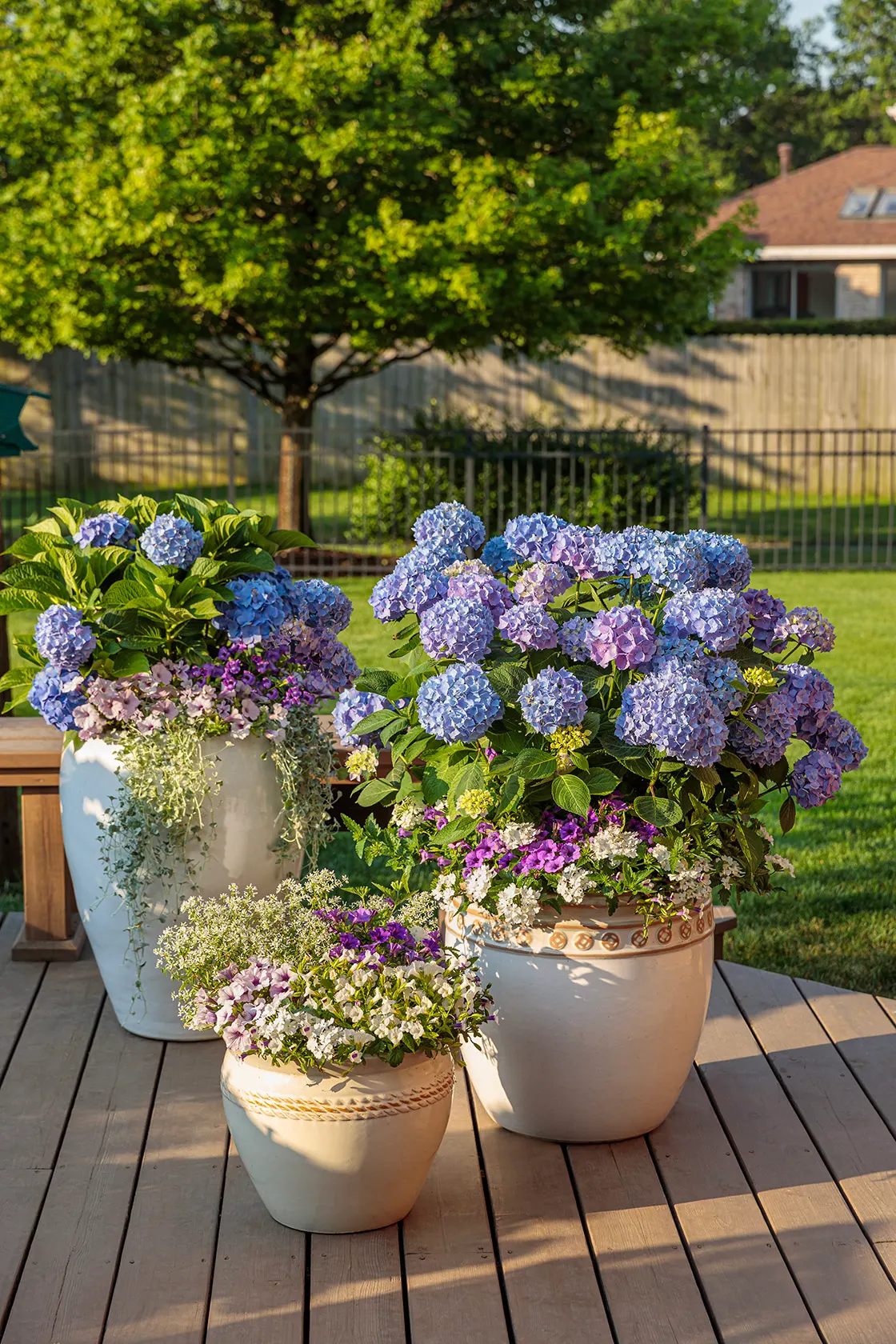 Blue Jangles® Reblooming hydrangea (Hydrangea macrophylla) — and decorative containers where it can serve as a compact thriller