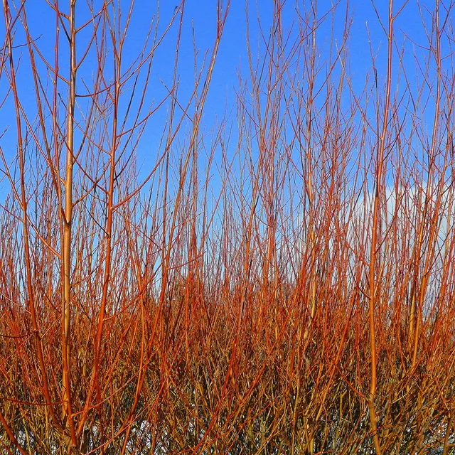 Winter Flame Dogwood (Cornus sanguinea 'Winter Flame') — is a deciduous shrub notable for its vibrant winter stems