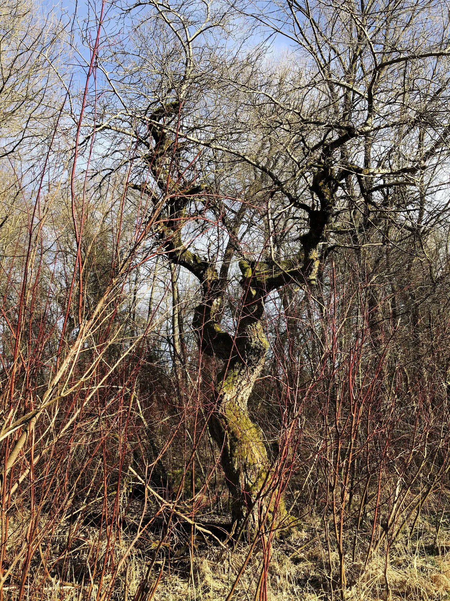 Winter Flame Dogwood (Cornus sanguinea 'Winter Flame') — more commonly known as the Winter Flame Dogwood
