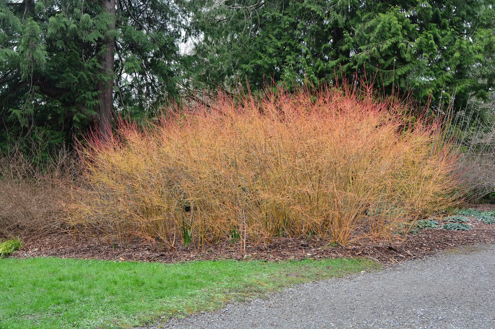 Winter Flame Dogwood (Cornus sanguinea 'Winter Flame') — revealing the shrub's true showstopper - its bark