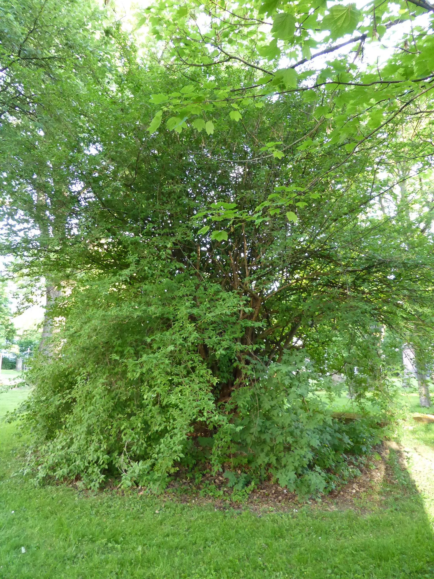 Winter Flame Dogwood (Cornus sanguinea 'Winter Flame') — It's adaptable to a variety of soil conditions but prefers moist