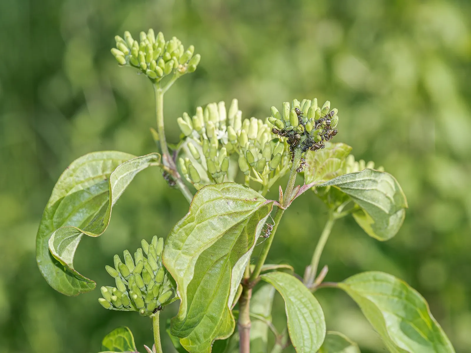 Winter Flame Dogwood (Cornus sanguinea 'Winter Flame') — with increased frequency during extreme heat