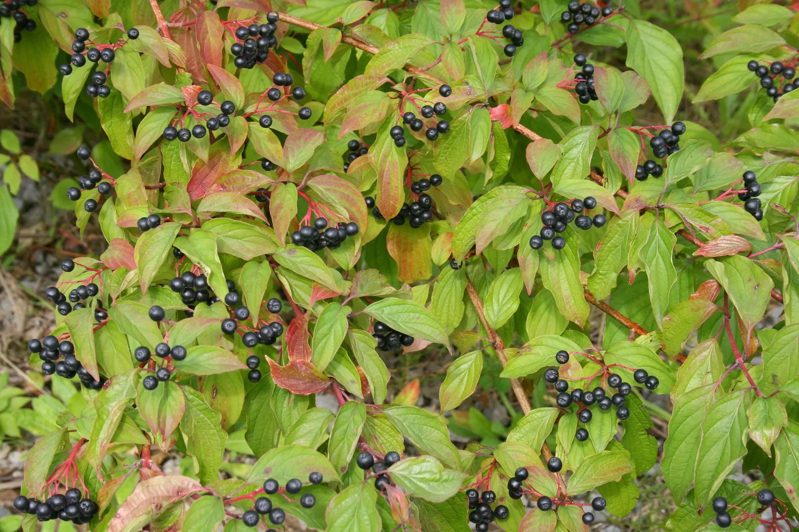 Winter Flame Dogwood (Cornus sanguinea 'Winter Flame') — its leaves are oval to lance-shaped