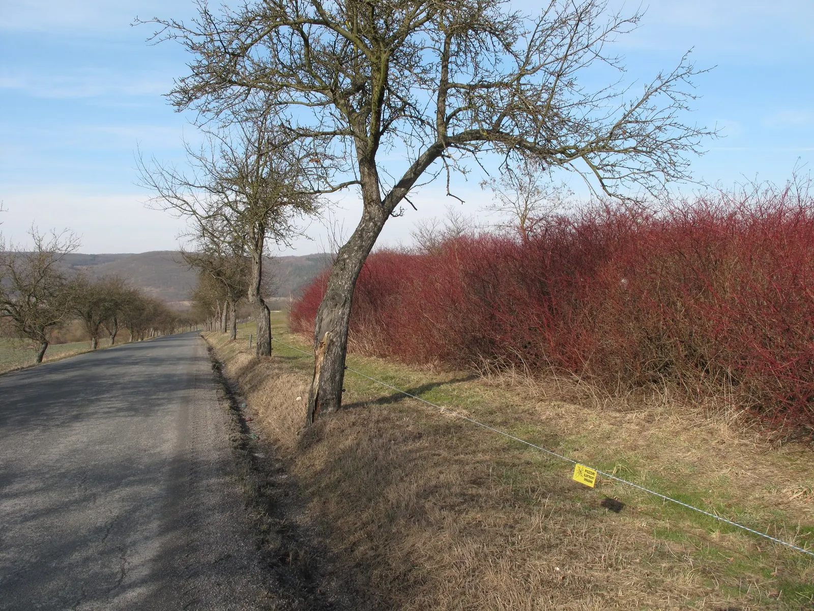 Winter Flame Dogwood (Cornus sanguinea 'Winter Flame') — and exhibit a mix of green and golden hues
