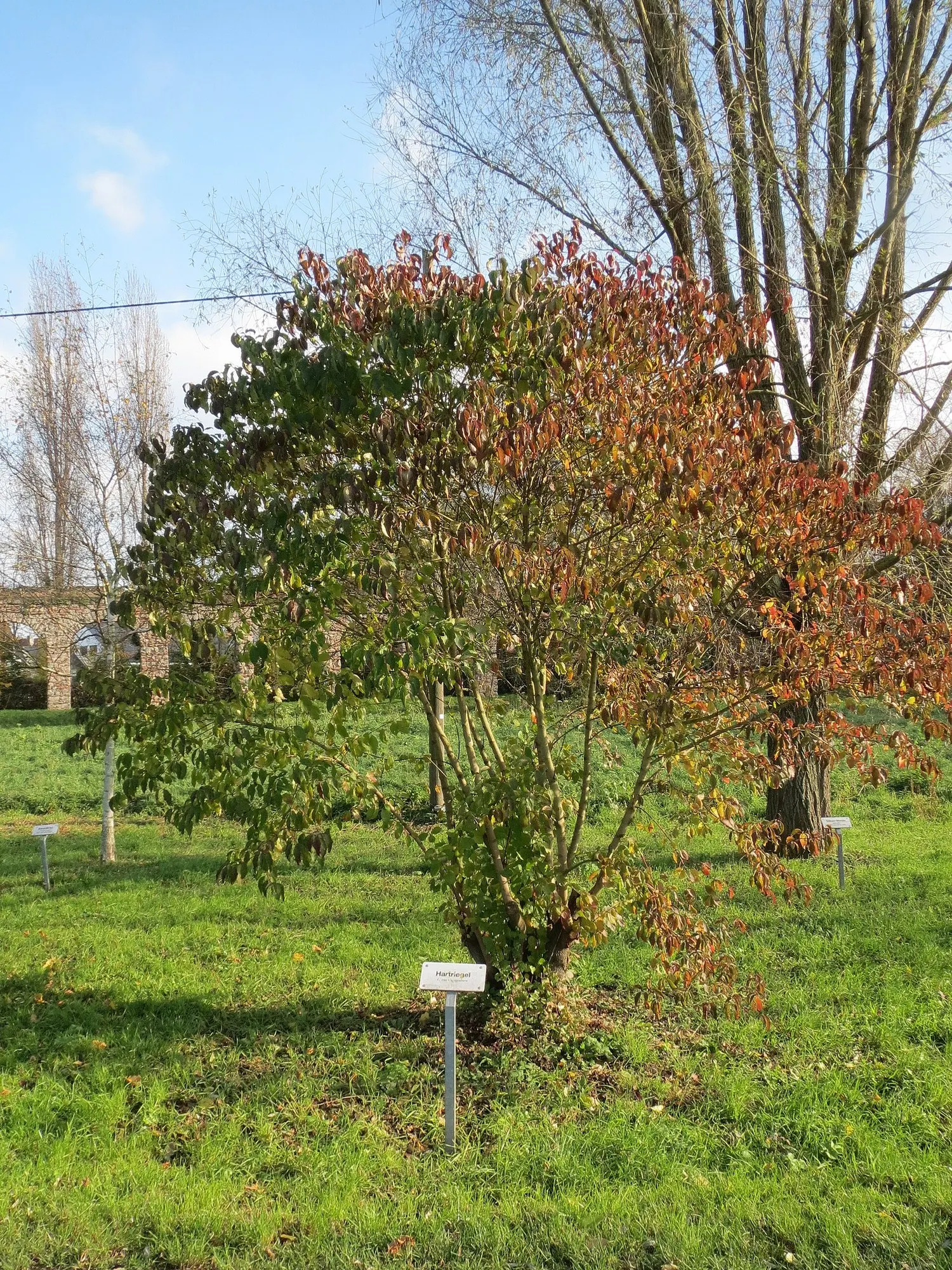 Winter Flame Dogwood (Cornus sanguinea 'Winter Flame') — spanning 2 to 4 inches in length