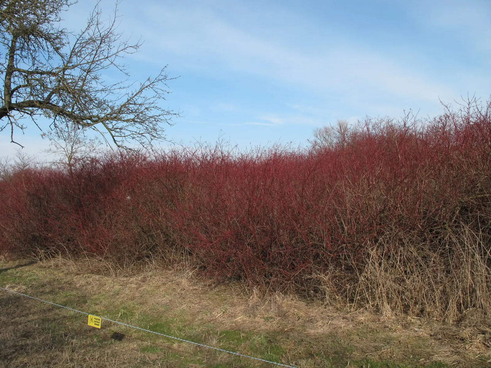 Winter Flame Dogwood (Cornus sanguinea 'Winter Flame') — this dogwood offers year-round appeal with green leaves in summer and minimal white blooms in spring