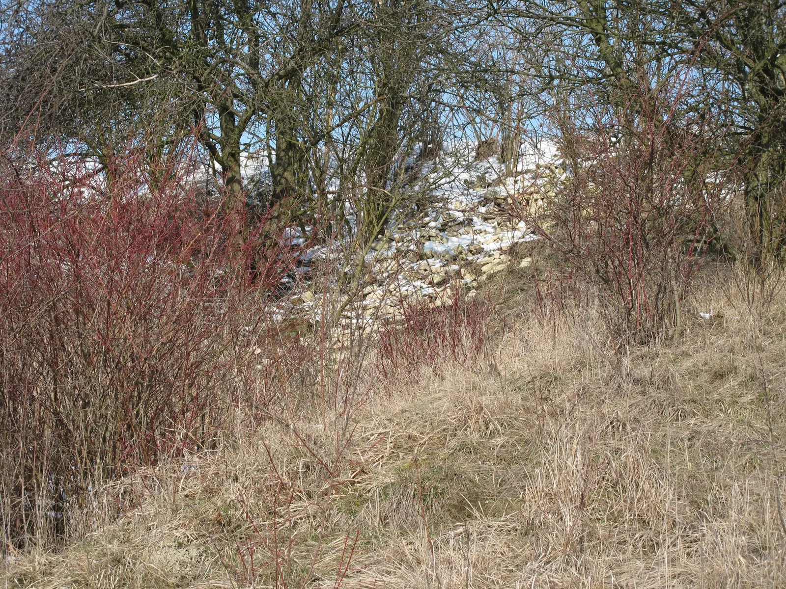 Winter Flame Dogwood (Cornus sanguinea 'Winter Flame') — Ideal for mass plantings or as a specimen