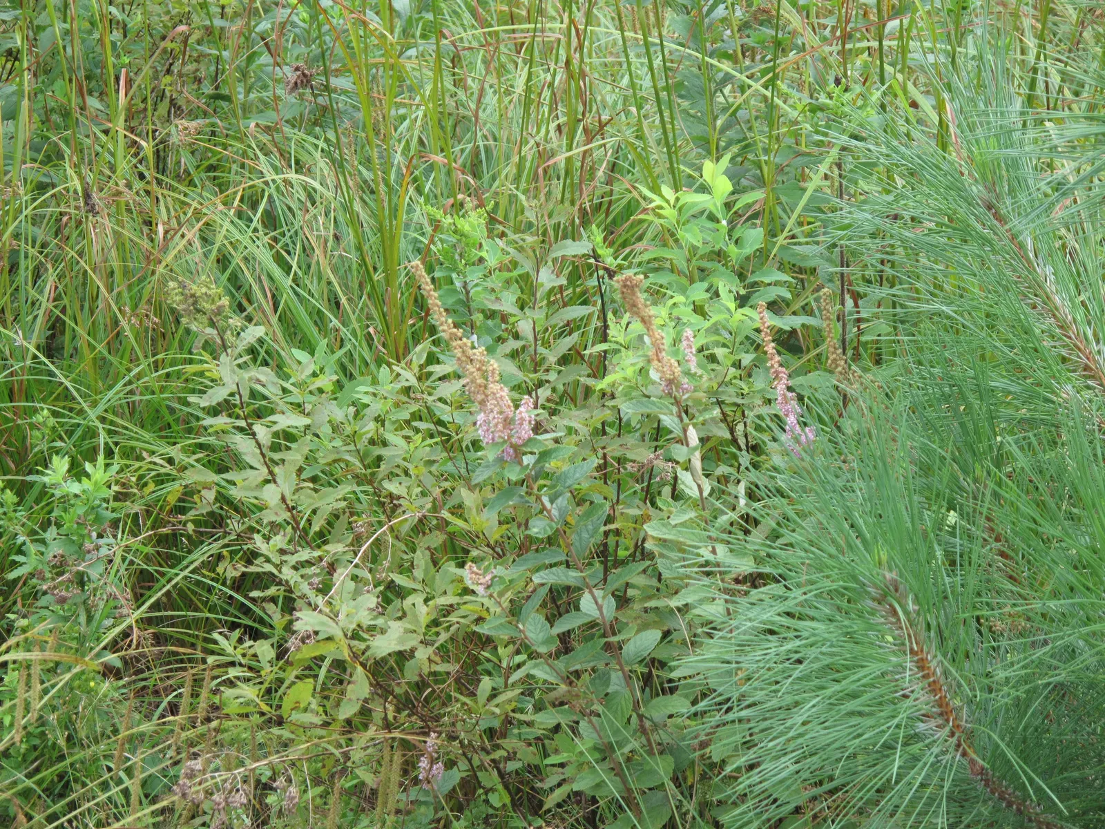 Steeplebush (Spiraea Tomentosa) — it excels in wet conditions