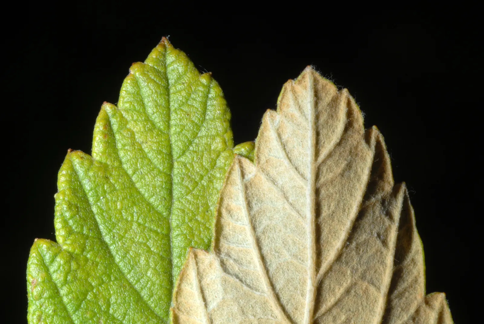 Steeplebush (Spiraea Tomentosa) — making it an excellent choice for rain gardens or areas with natural water run-off