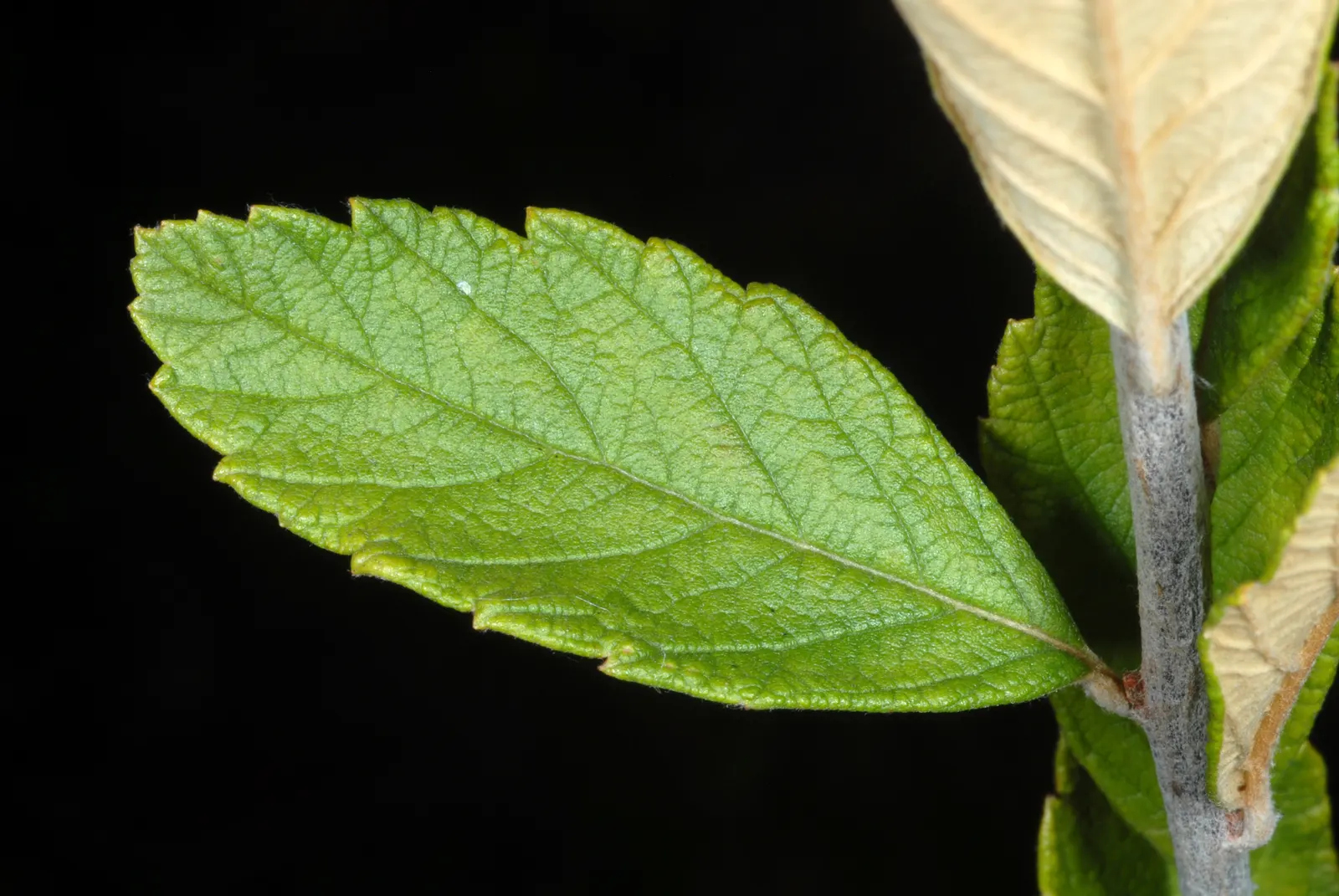 Steeplebush (Spiraea Tomentosa) — is an attractive deciduous shrub