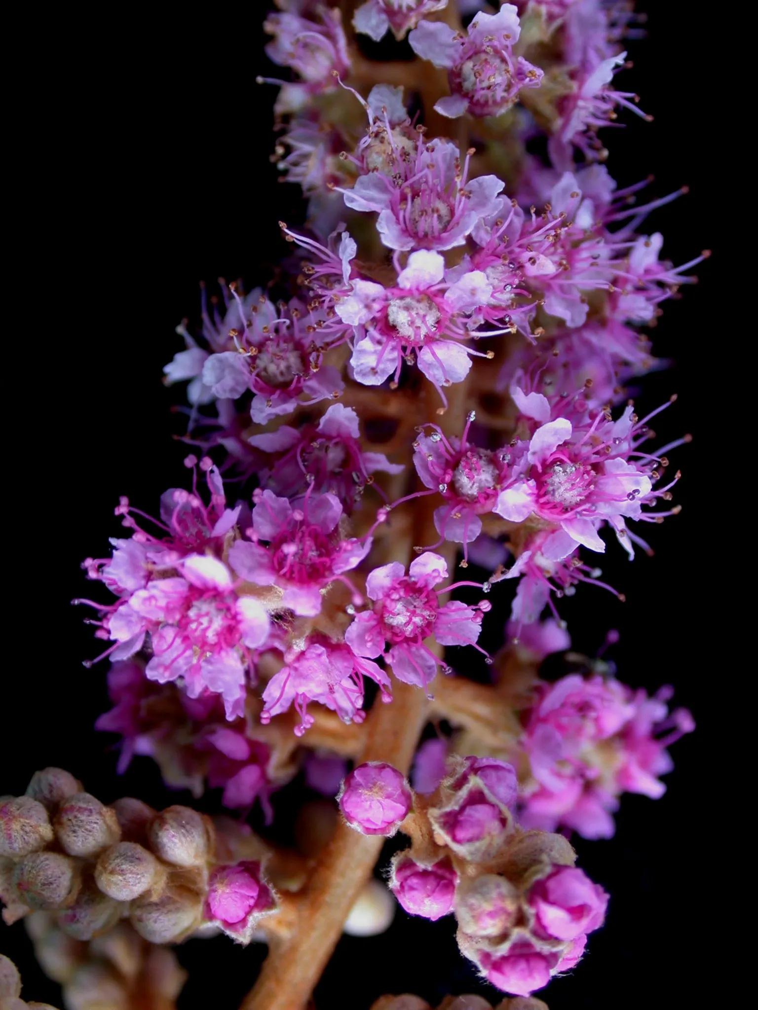 Steeplebush (Spiraea Tomentosa) — Preferring full sun to partial shade