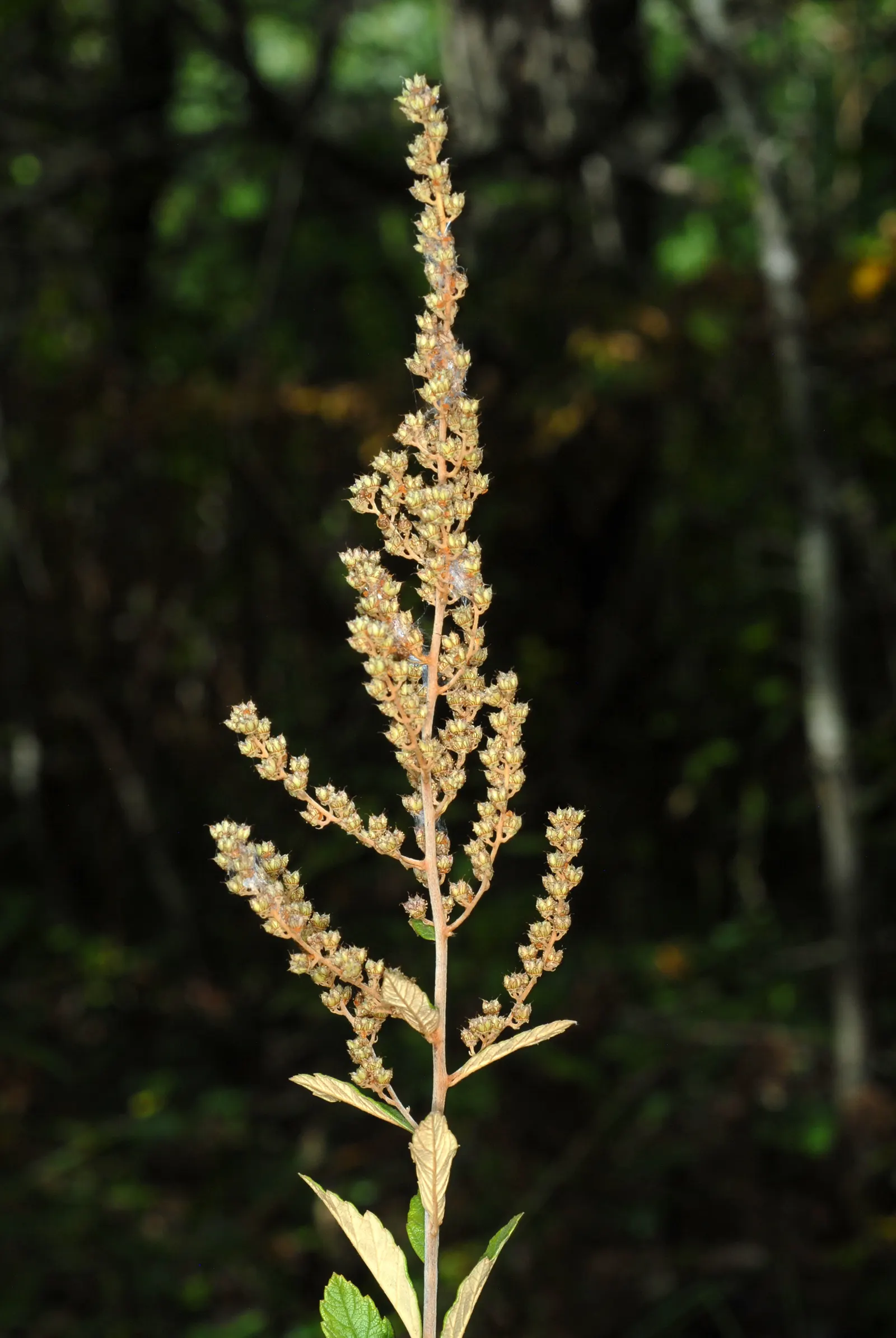 Steeplebush (Spiraea Tomentosa) — making it ideal for rain gardens and naturalized areas