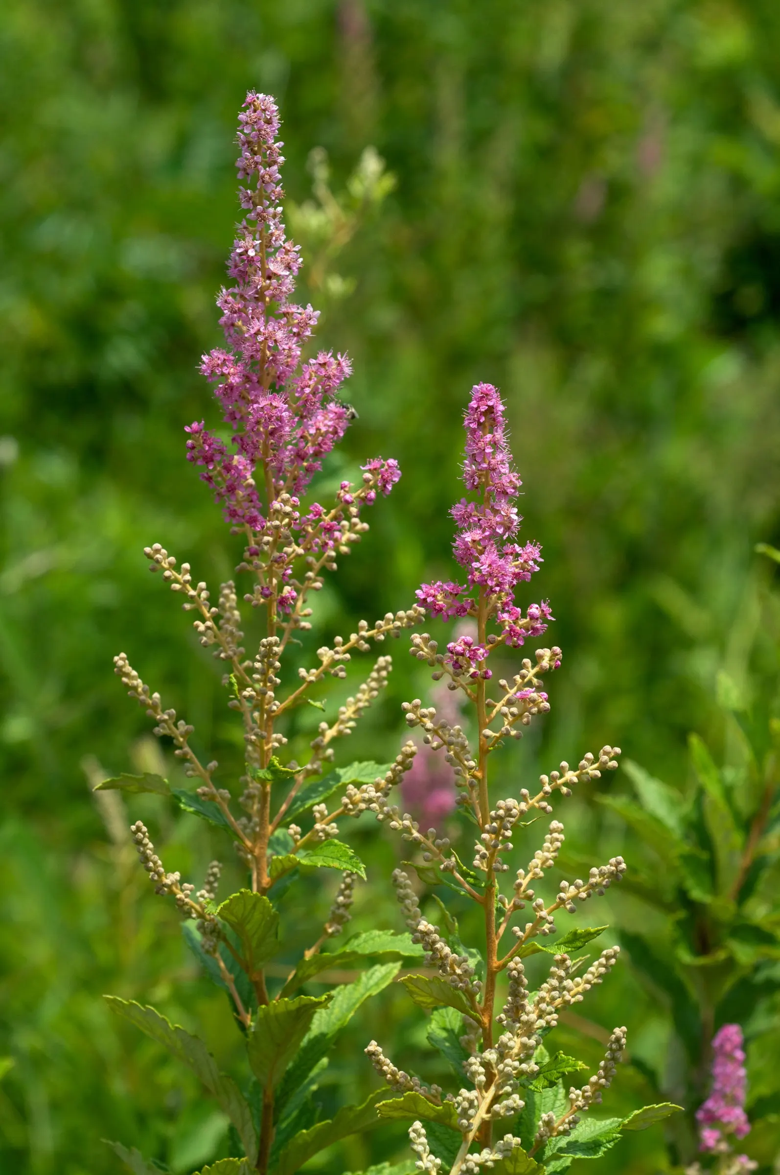 Steeplebush (Spiraea Tomentosa) — it excels in wet conditions; well-suited for naturalistic landscape designs and recognized for its appealing summer blooms