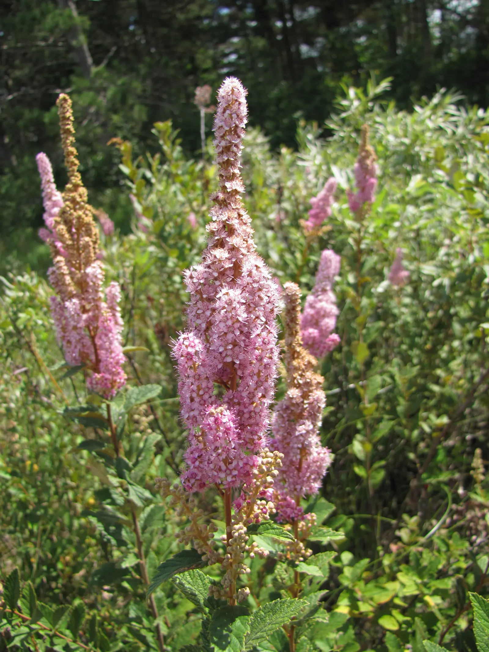 Steeplebush (Spiraea Tomentosa) — Steeplebush (Spiraea tomentosa) is a deciduous shrub native to North America, thriving in USDA zones 3-8