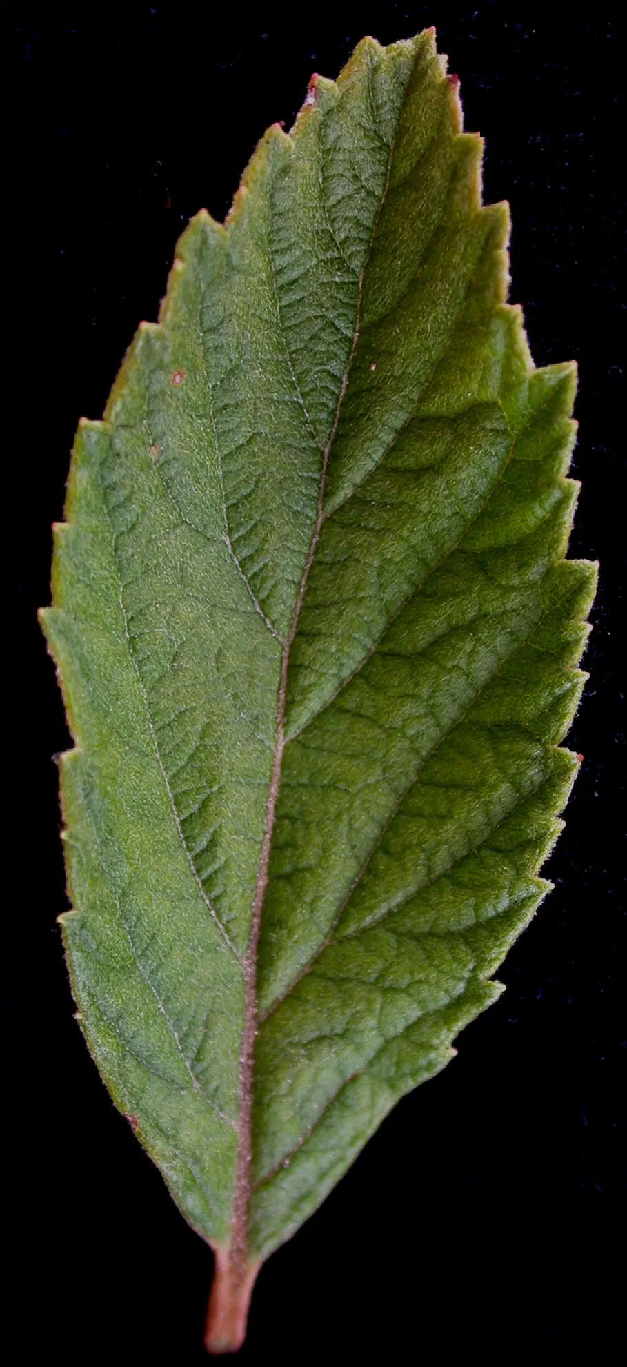 Steeplebush (Spiraea Tomentosa) — are about 4 to 8 inches long and blossom from July to September