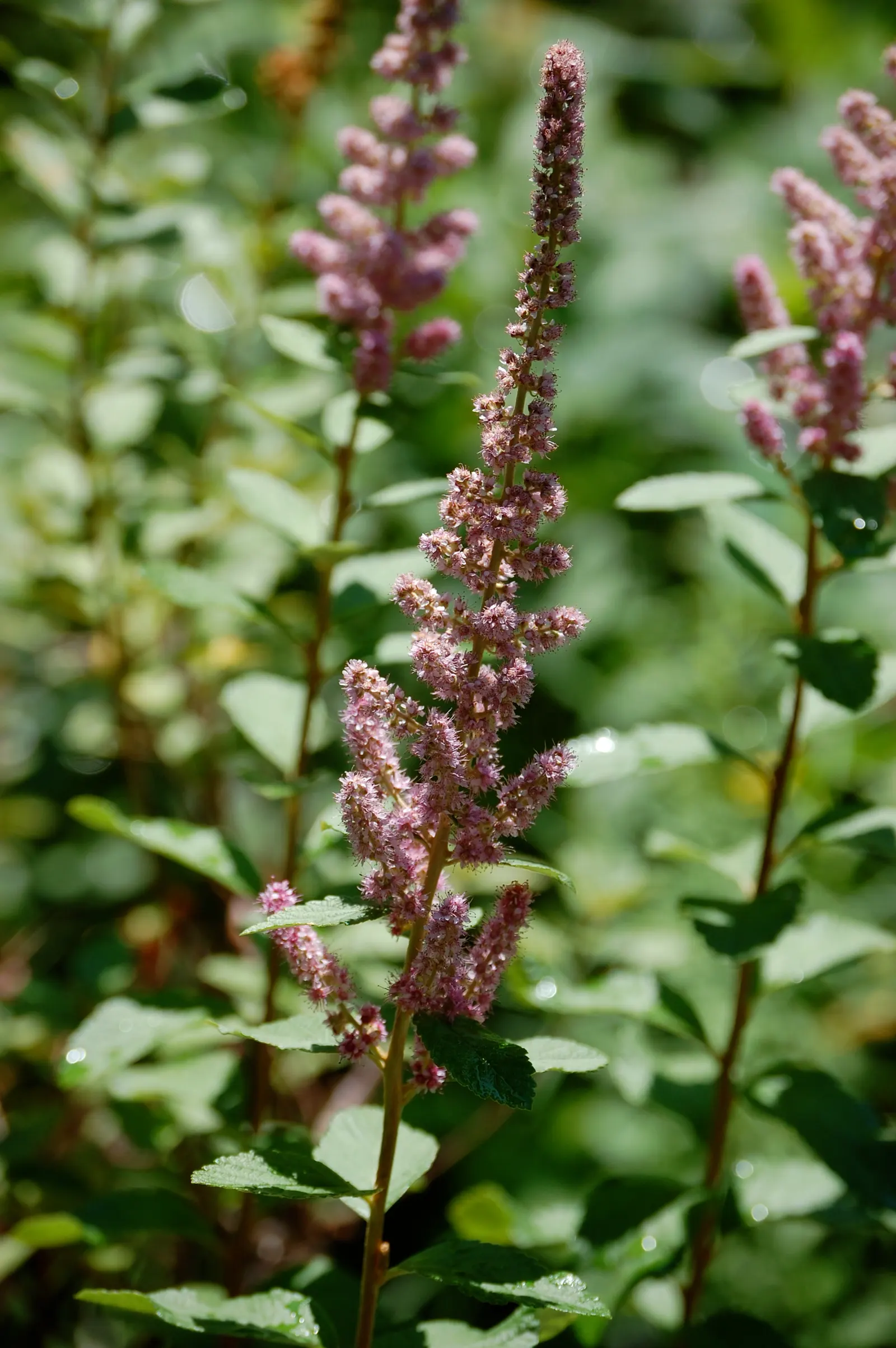 Steeplebush (Spiraea Tomentosa) — with a slightly serrated edge and a tomentose