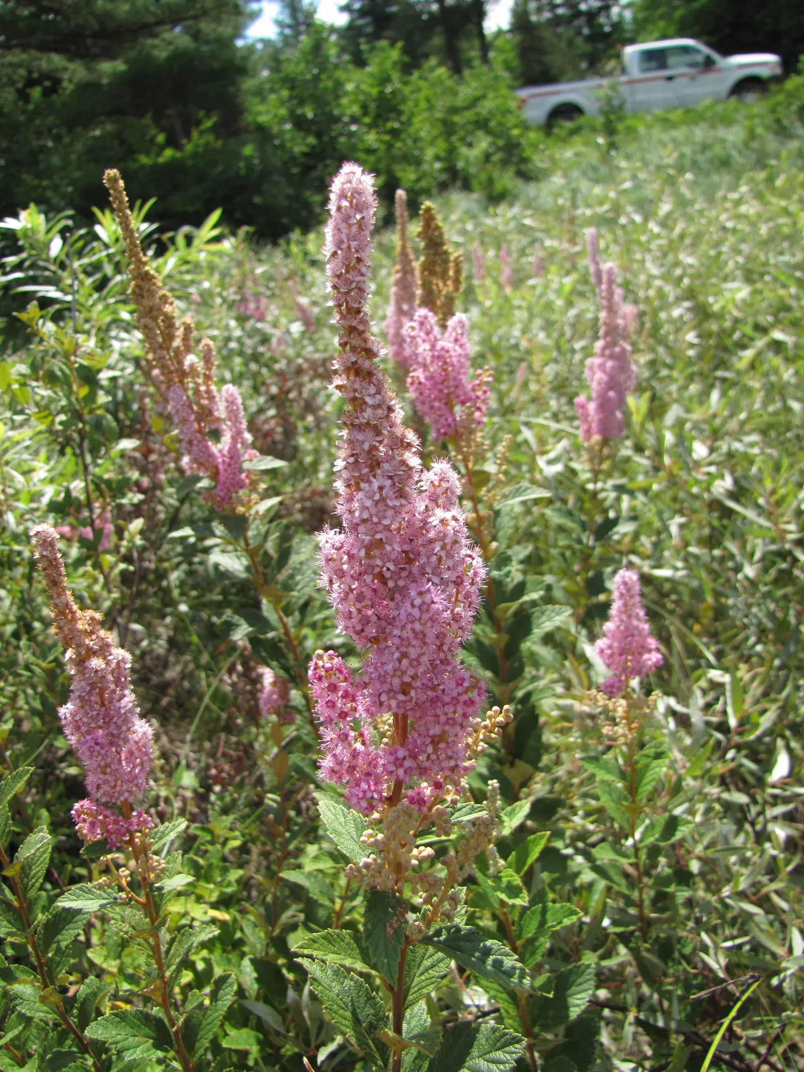 Steeplebush (Spiraea Tomentosa) — attracting pollinators such as butterflies and bees.<br><br>For optimal growth