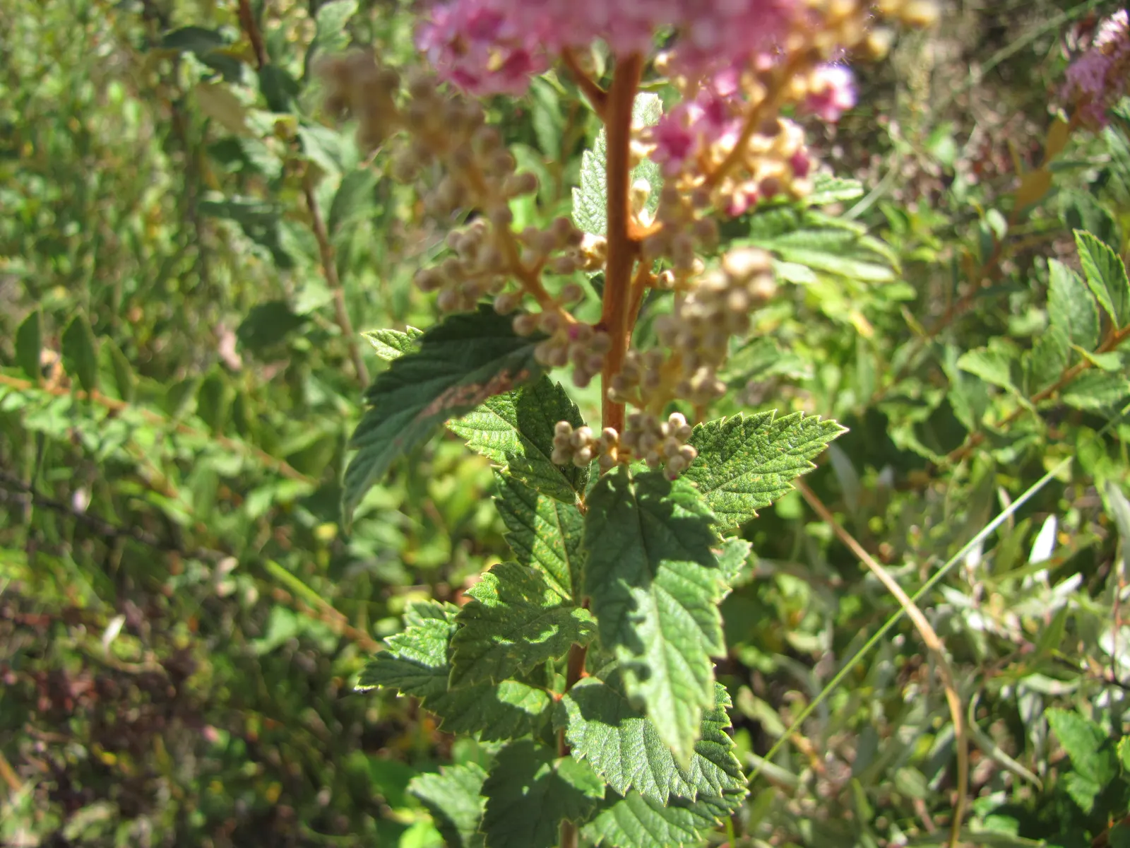 Steeplebush (Spiraea Tomentosa) — plant this species in areas with a pH range from 5.0 to 7.0