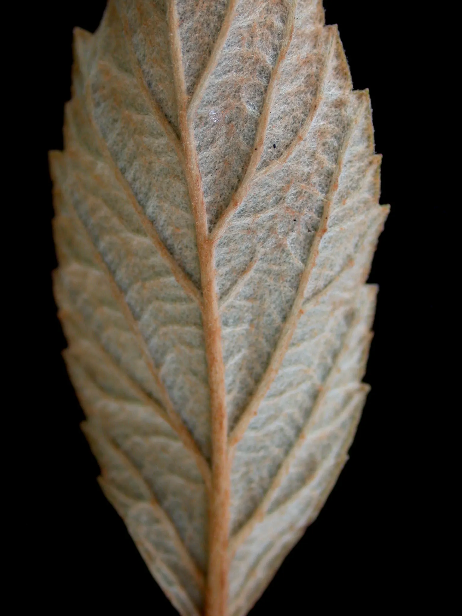 Steeplebush (Spiraea Tomentosa) — Steeplebush is hardy in USDA zones 3 to 8