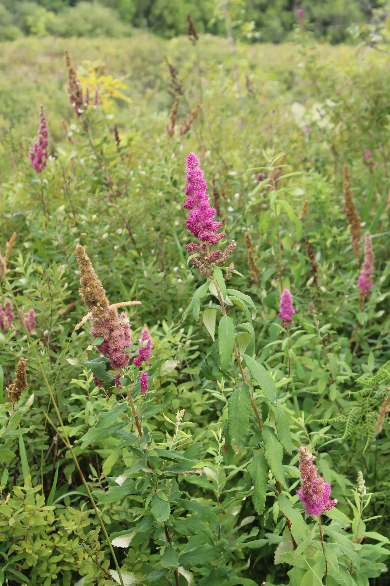Steeplebush (Spiraea Tomentosa) — this North American native exhibits a rounded