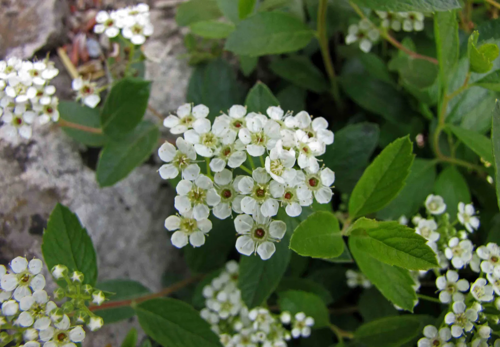 Steeplebush (Spiraea Tomentosa) — underside that lends the species its name