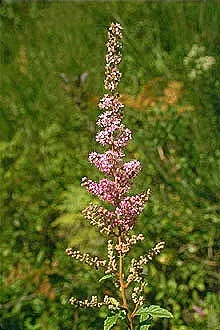 Steeplebush (Spiraea Tomentosa) — It reaches up to 4 feet high with a similar spread; this North American native exhibits a rounded