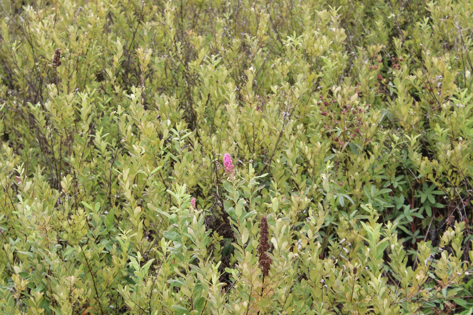 Steeplebush (Spiraea Tomentosa) — shrub for full