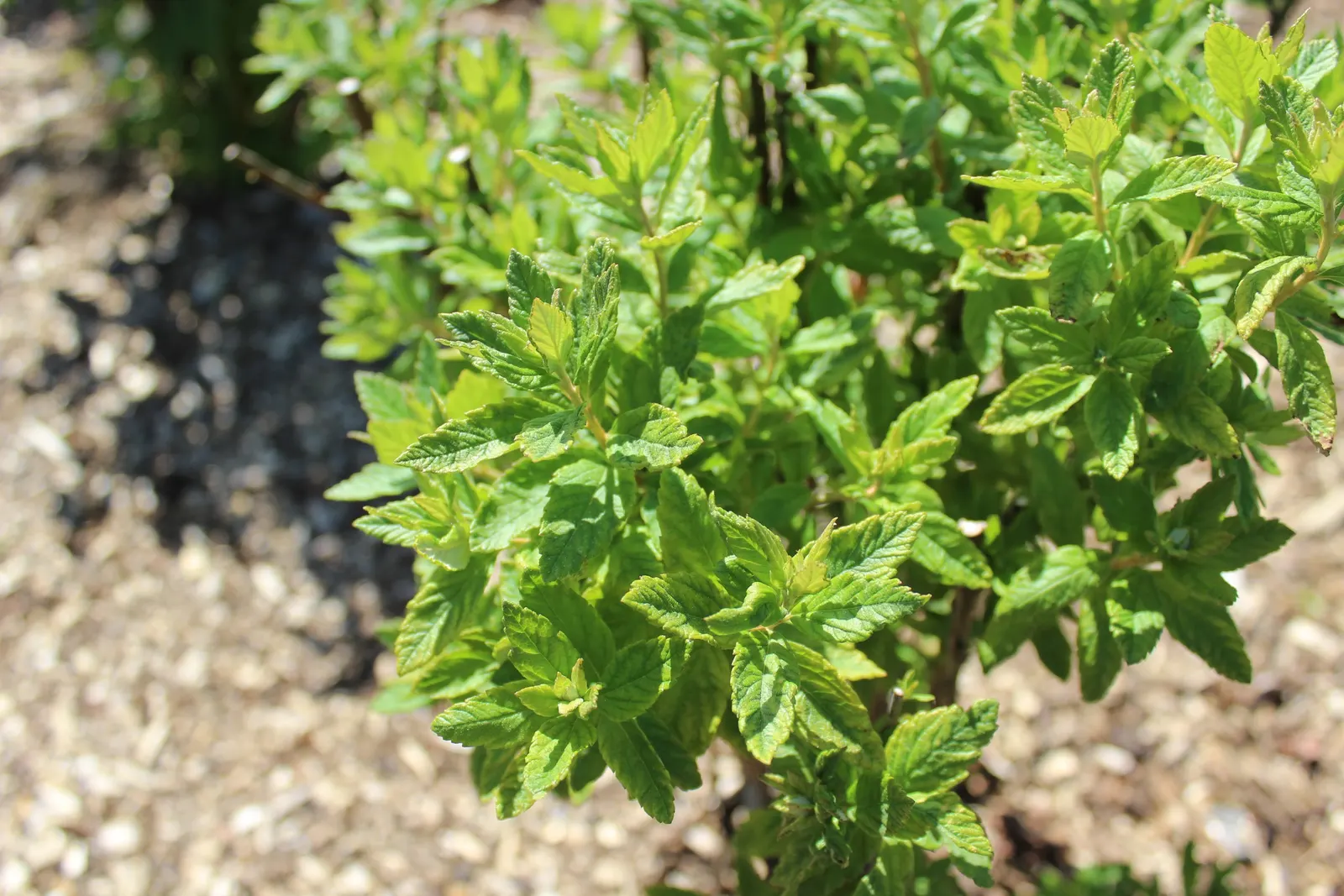 Steeplebush (Spiraea Tomentosa) — Steeplebush (Spiraea tomentosa) is a deciduous shrub native to North America, thriving in USDA zones 3-8; resembling a church