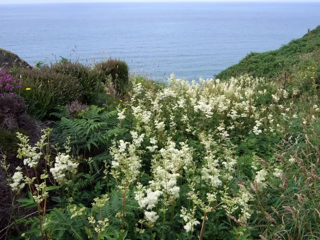Steeplebush (Spiraea Tomentosa) — Spiraea tomentosa prefers full sun to partial shade and grows well in moist to wet conditions