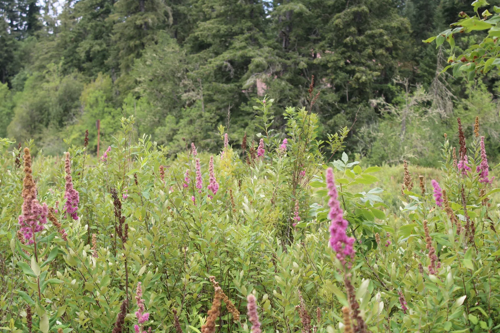 Steeplebush (Spiraea Tomentosa) — is an attractive deciduous shrub; considering its preference for acidic to neutral soil