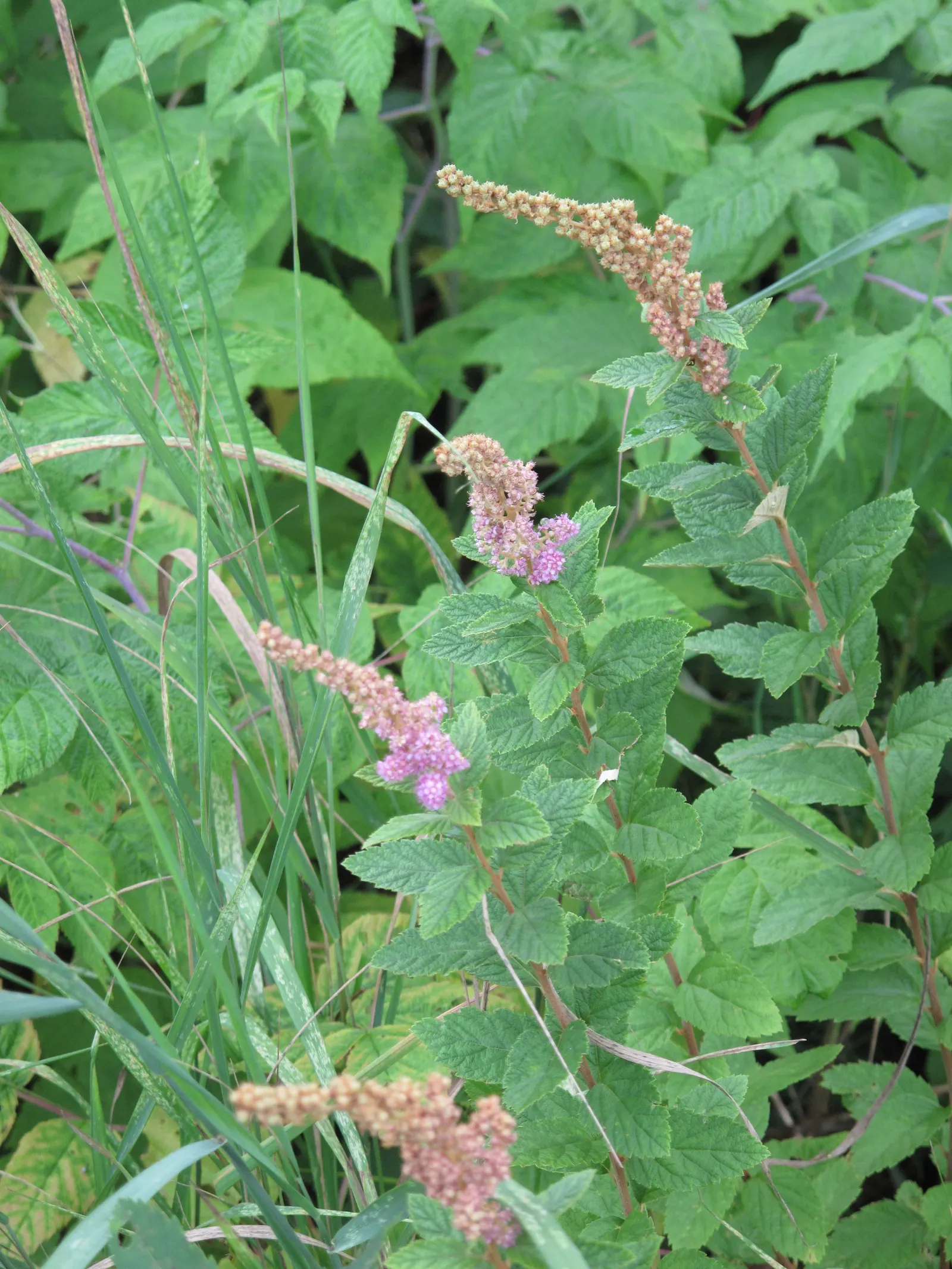 Steeplebush (Spiraea Tomentosa) — deep pink flowers in upright clusters