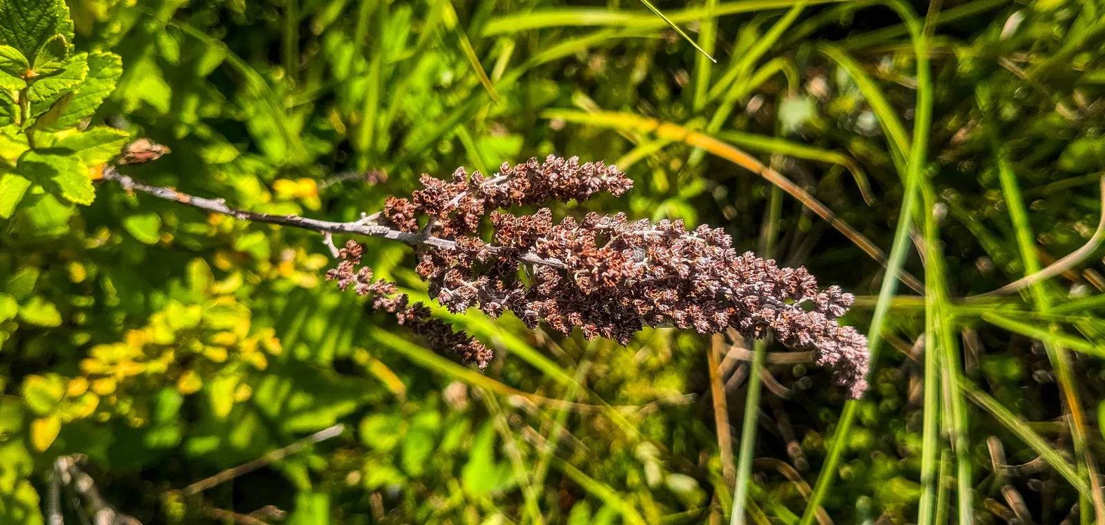 Steeplebush (Spiraea Tomentosa) — Typically reaching 2 to 4 feet in height with a comparable spread