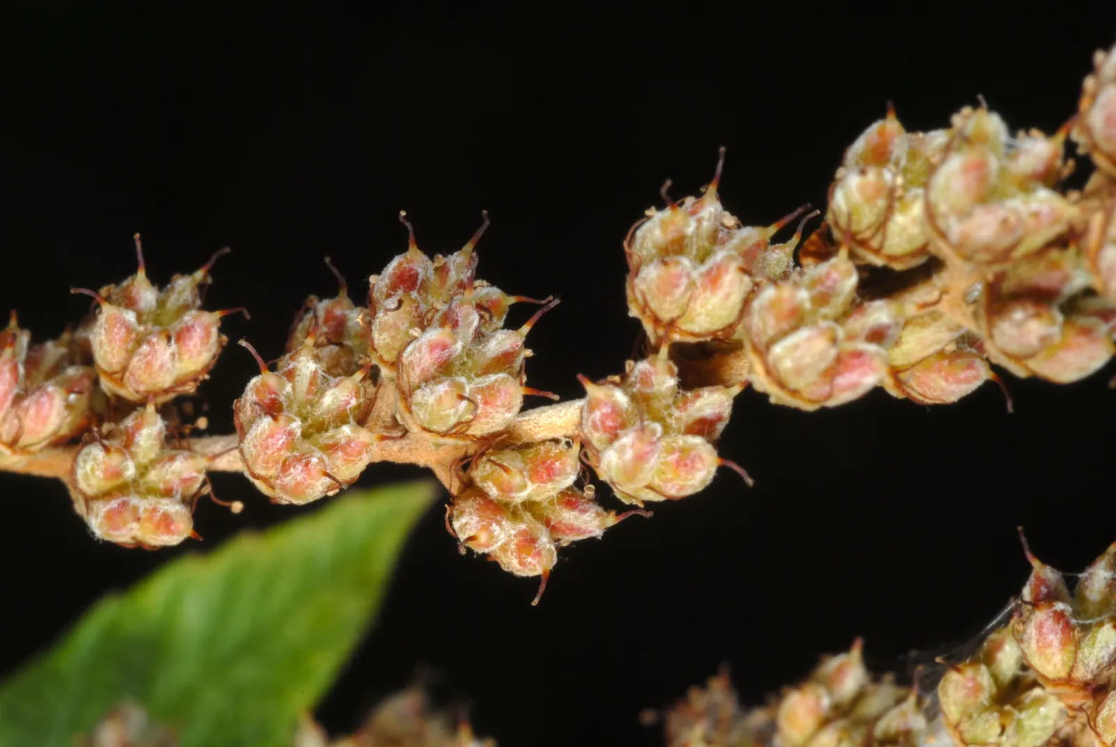 Steeplebush (Spiraea Tomentosa) — Considering its preference for acidic to neutral soil