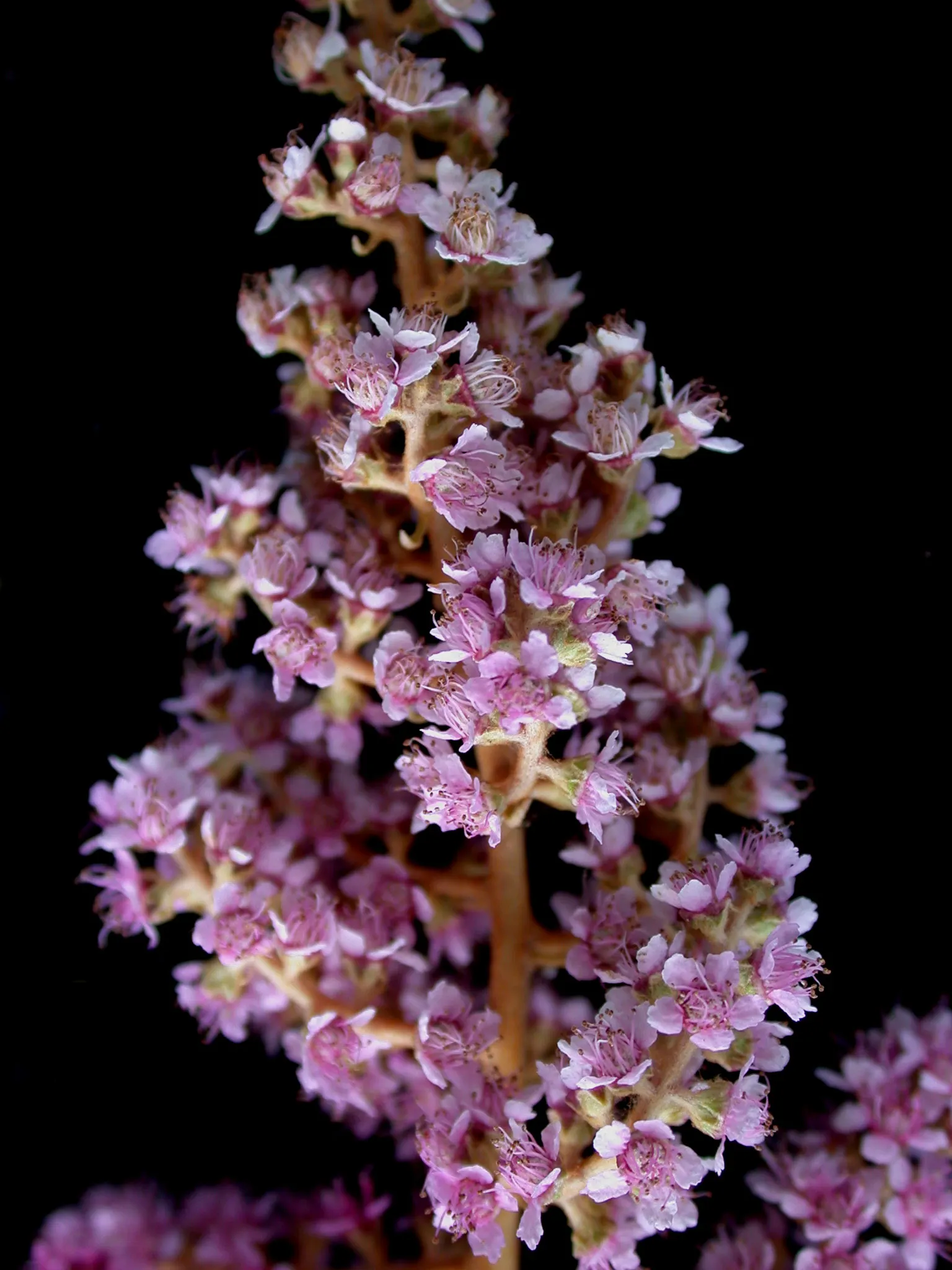 Steeplebush (Spiraea Tomentosa) — well-suited for naturalistic landscape designs and recognized for its appealing summer blooms and hardy nature; shrub for full