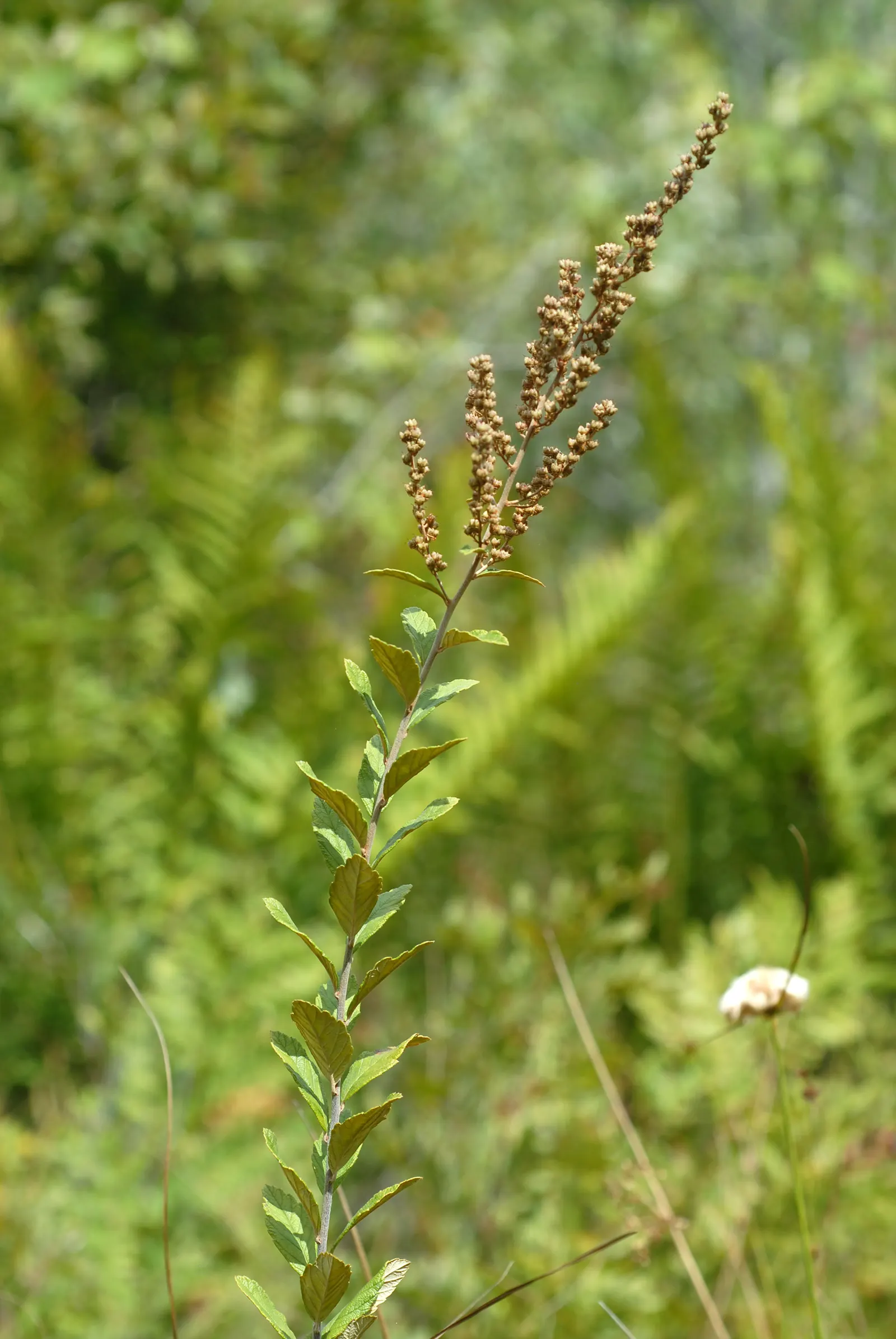 Steeplebush (Spiraea Tomentosa) — Typically reaching 2 to 4 feet in height with a comparable spread; making it ideal for rain gardens and naturalized areas