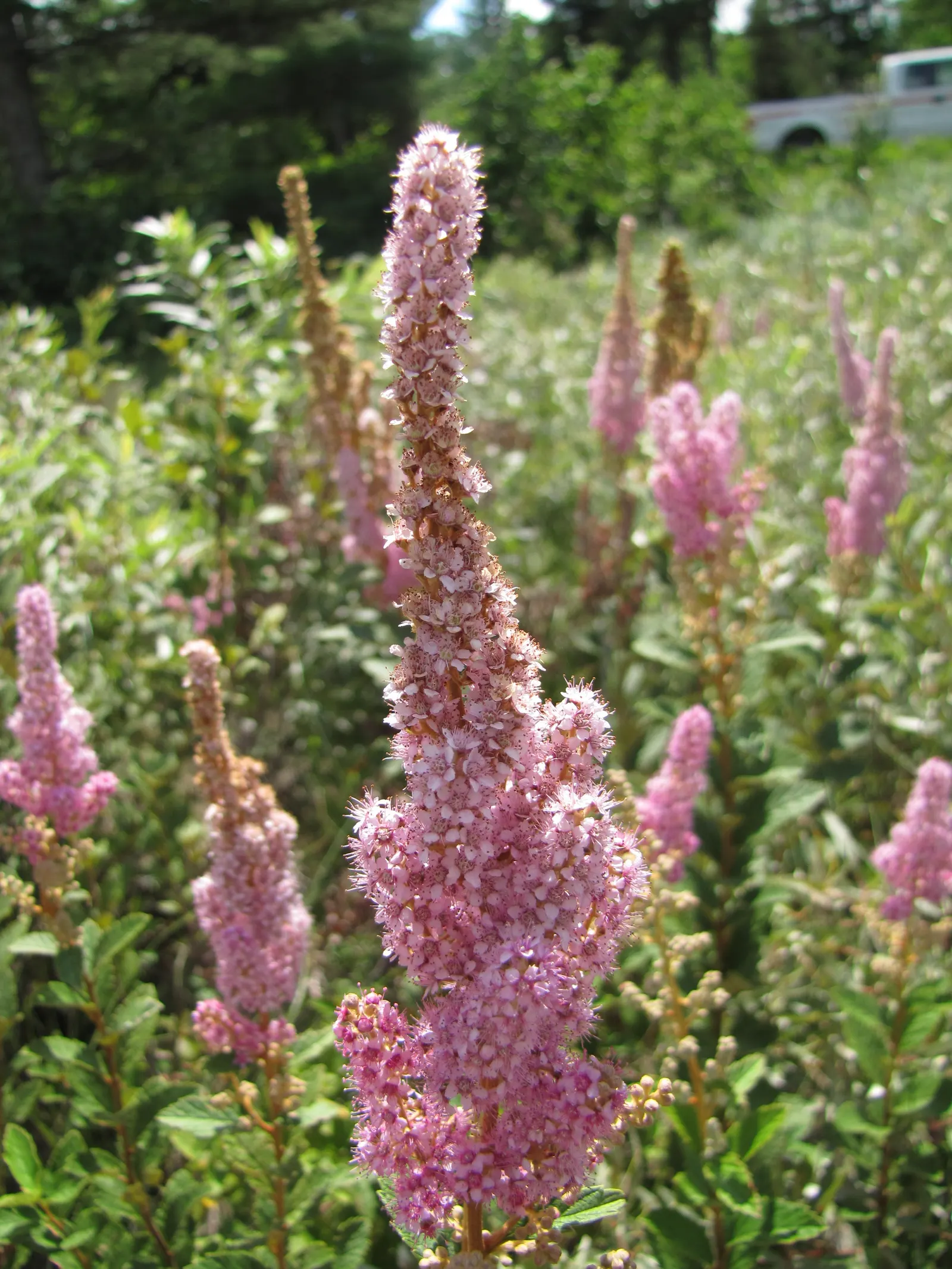 Steeplebush (Spiraea Tomentosa) — demonstrating resistance to both cold and common plant diseases