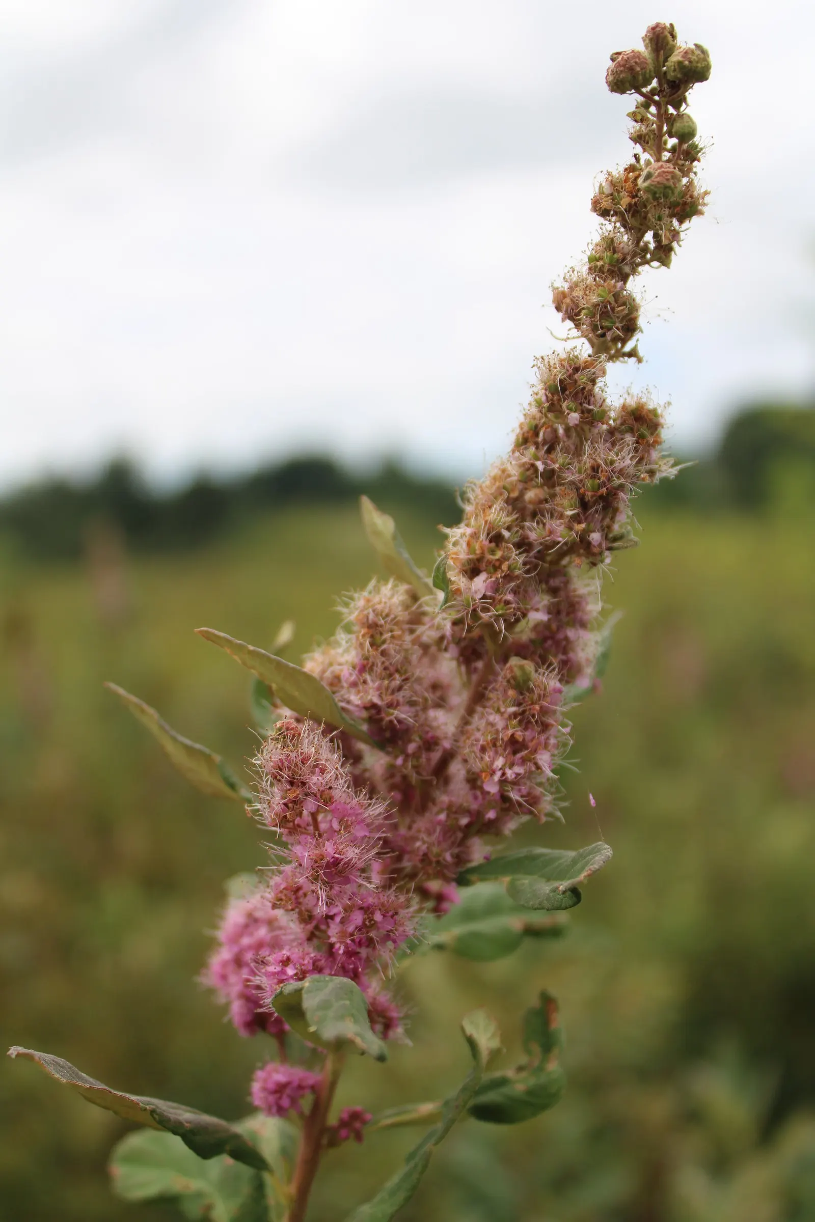 Steeplebush (Spiraea Tomentosa) — well-suited for naturalistic landscape designs and recognized for its appealing summer blooms and hardy nature