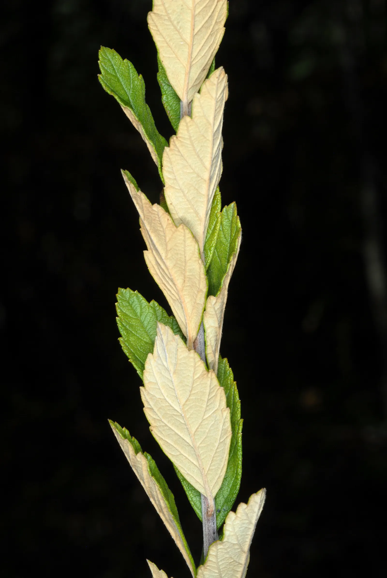Steeplebush (Spiraea Tomentosa) — making it ideal for rain gardens and naturalized areas; spike-like clusters of tiny pink flowers
