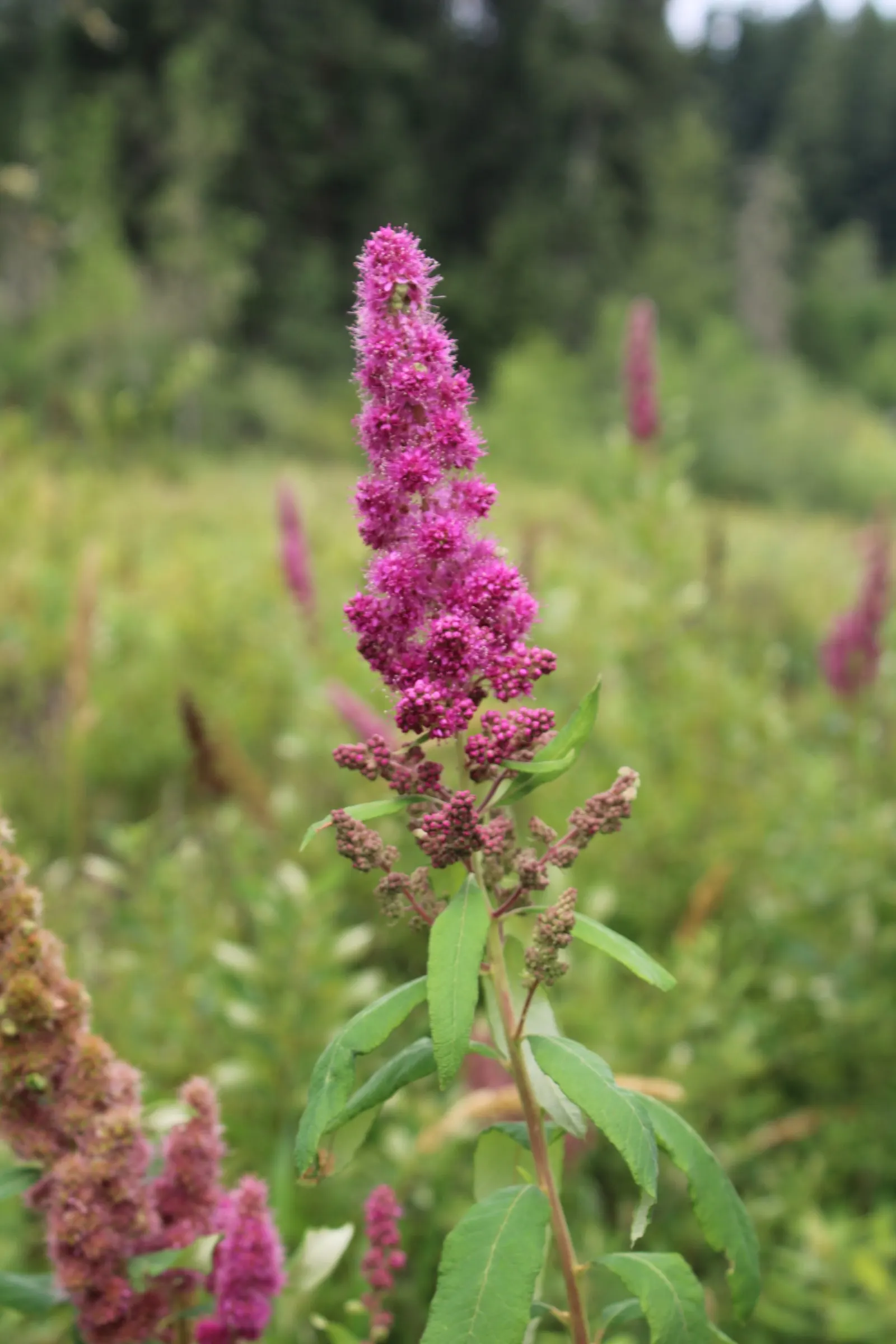 Steeplebush (Spiraea Tomentosa) — which bloom along upright stems