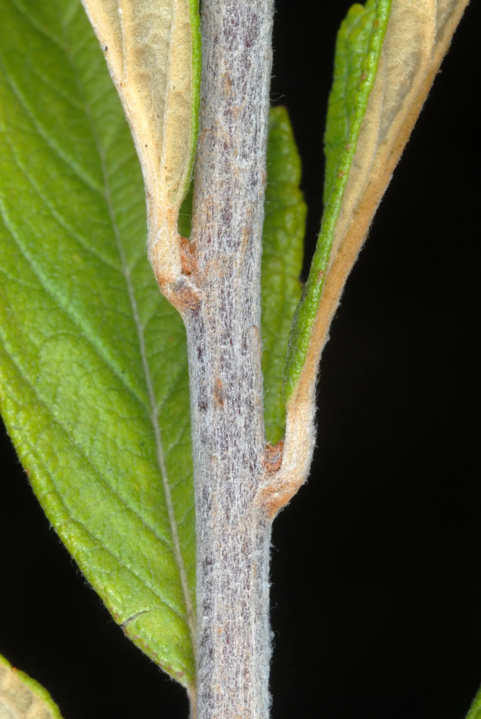 Steeplebush (Spiraea Tomentosa) — each measuring around 1 to 3 inches long