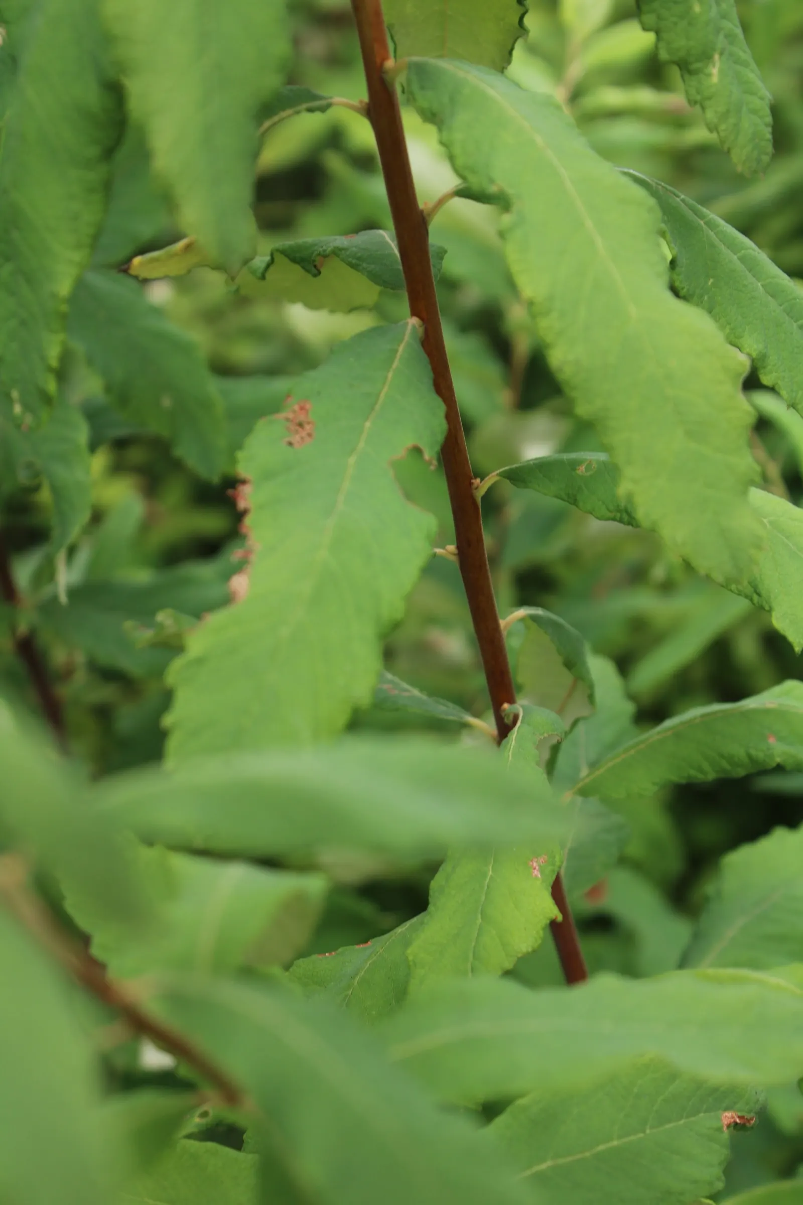 Steeplebush (Spiraea Tomentosa) — Preferring full sun to partial shade; it reaches up to 4 feet high with a similar spread