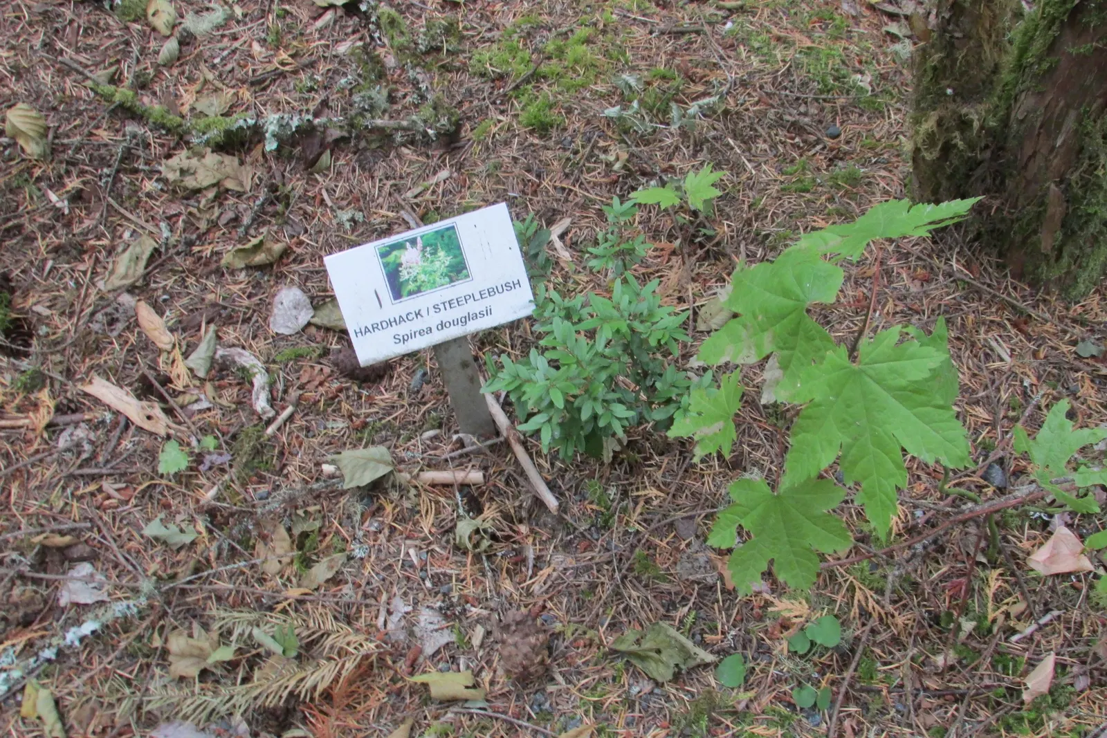 Steeplebush (Spiraea Tomentosa) — resembling miniature steeples