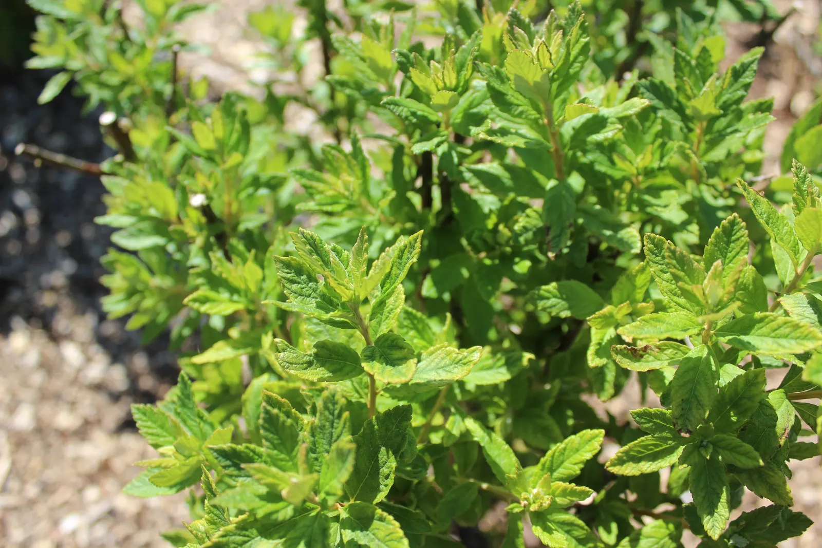 Steeplebush (Spiraea Tomentosa) — pink flowers in the garden
