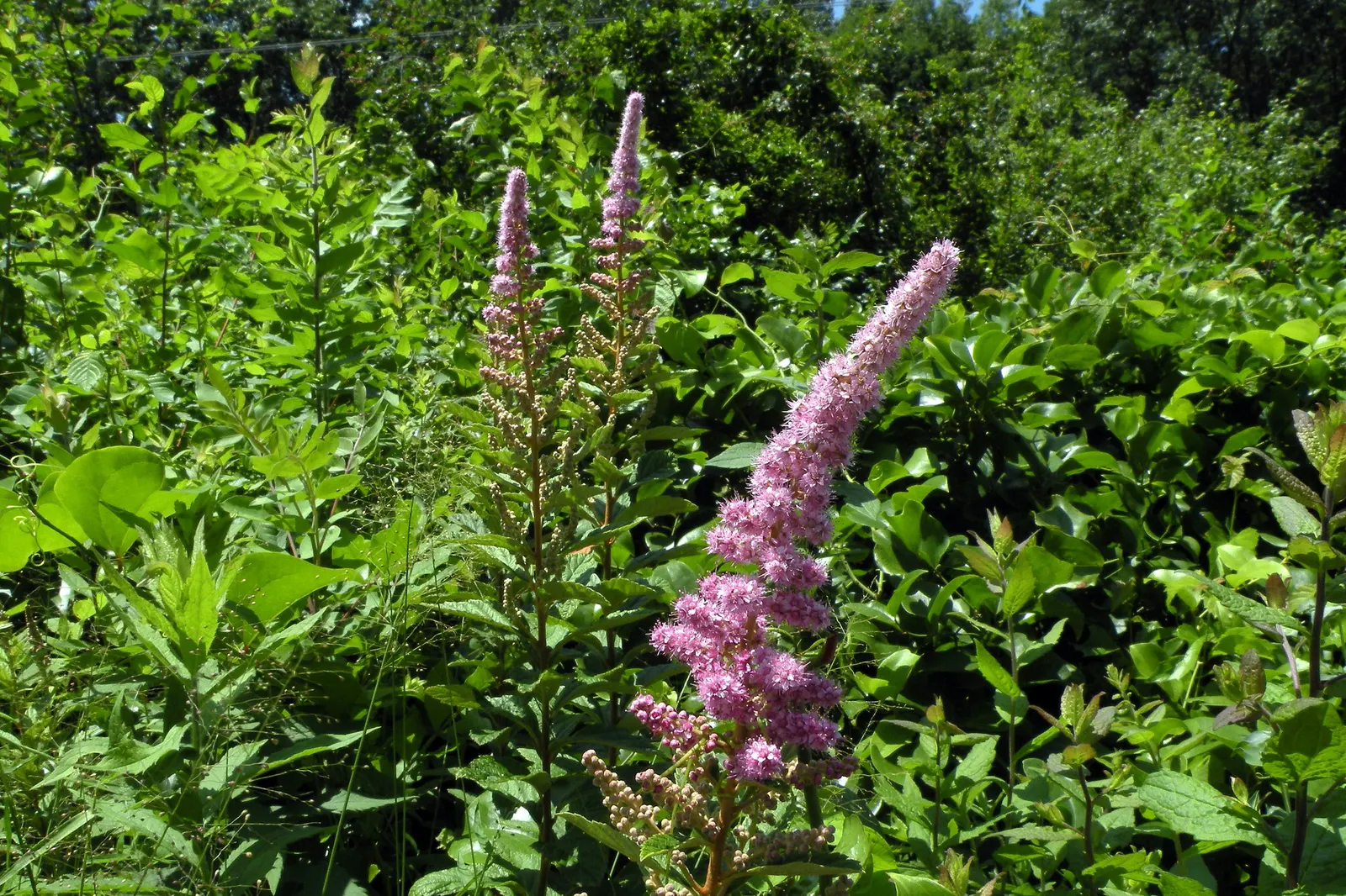 Steeplebush (Spiraea Tomentosa) — spike-like clusters of tiny pink flowers