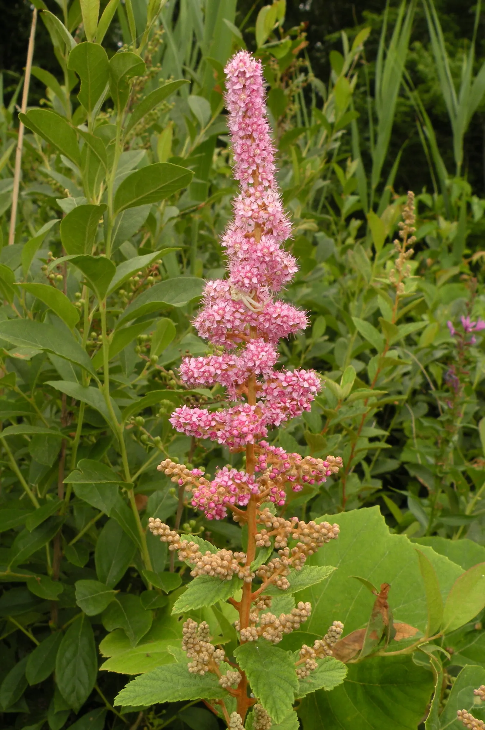 Steeplebush (Spiraea Tomentosa) — this North American native exhibits a rounded; underside that lends the species its name