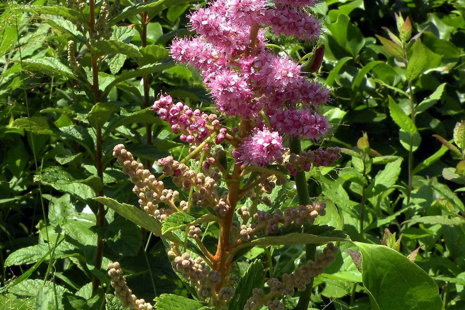 Steeplebush (Spiraea Tomentosa) — thus ensuring a resilient and low-maintenance addition to your landscape